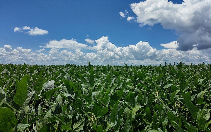 El Niño poderá influenciar projeção da safra 2026/27 de soja em Mato Grosso