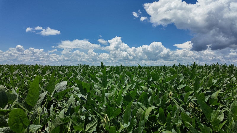 El Niño poderá influenciar projeção da safra 2026/27 de soja em Mato Grosso