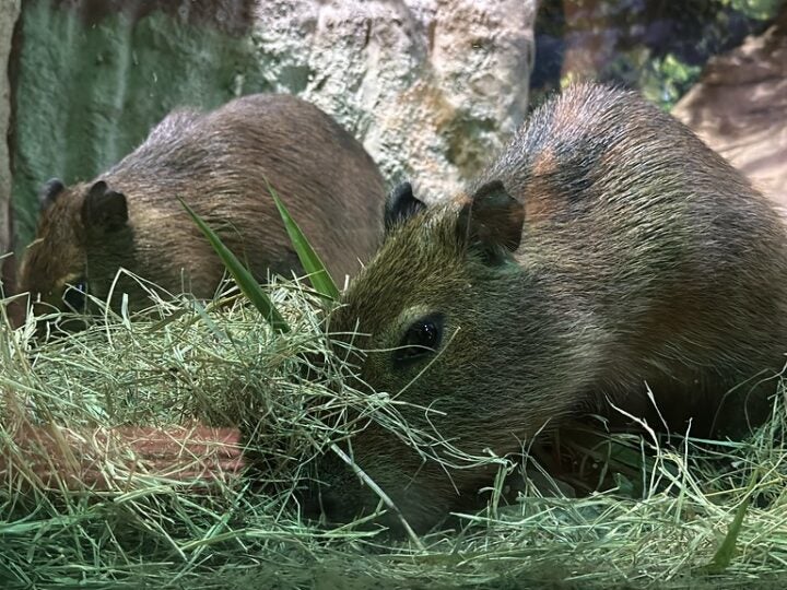 Dia da Mata Atlântica: conheça cinco curiosidades sobre as capivaras, a maior espécie de roedor do mundo