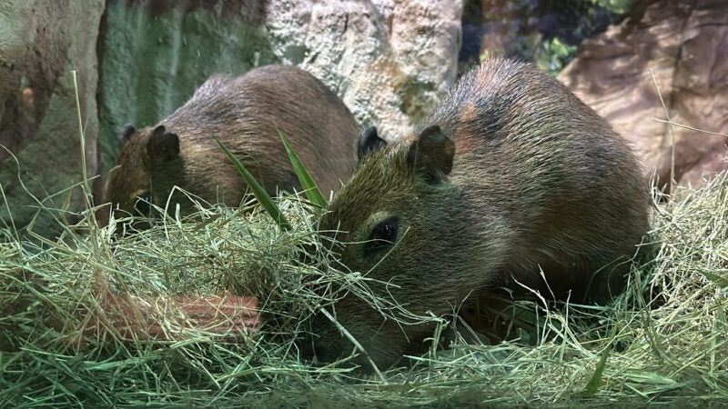 Dia da Mata Atlântica: conheça cinco curiosidades sobre as capivaras, a maior espécie de roedor do mundo