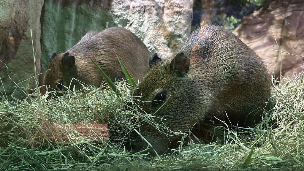 Dia da Mata Atlântica: conheça cinco curiosidades sobre as capivaras, a maior espécie de roedor do mundo