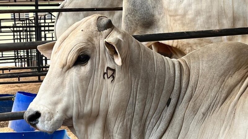 Nelore Mato Grosso e Associados retorna com leilão presencial durante a 58ª Expoagro