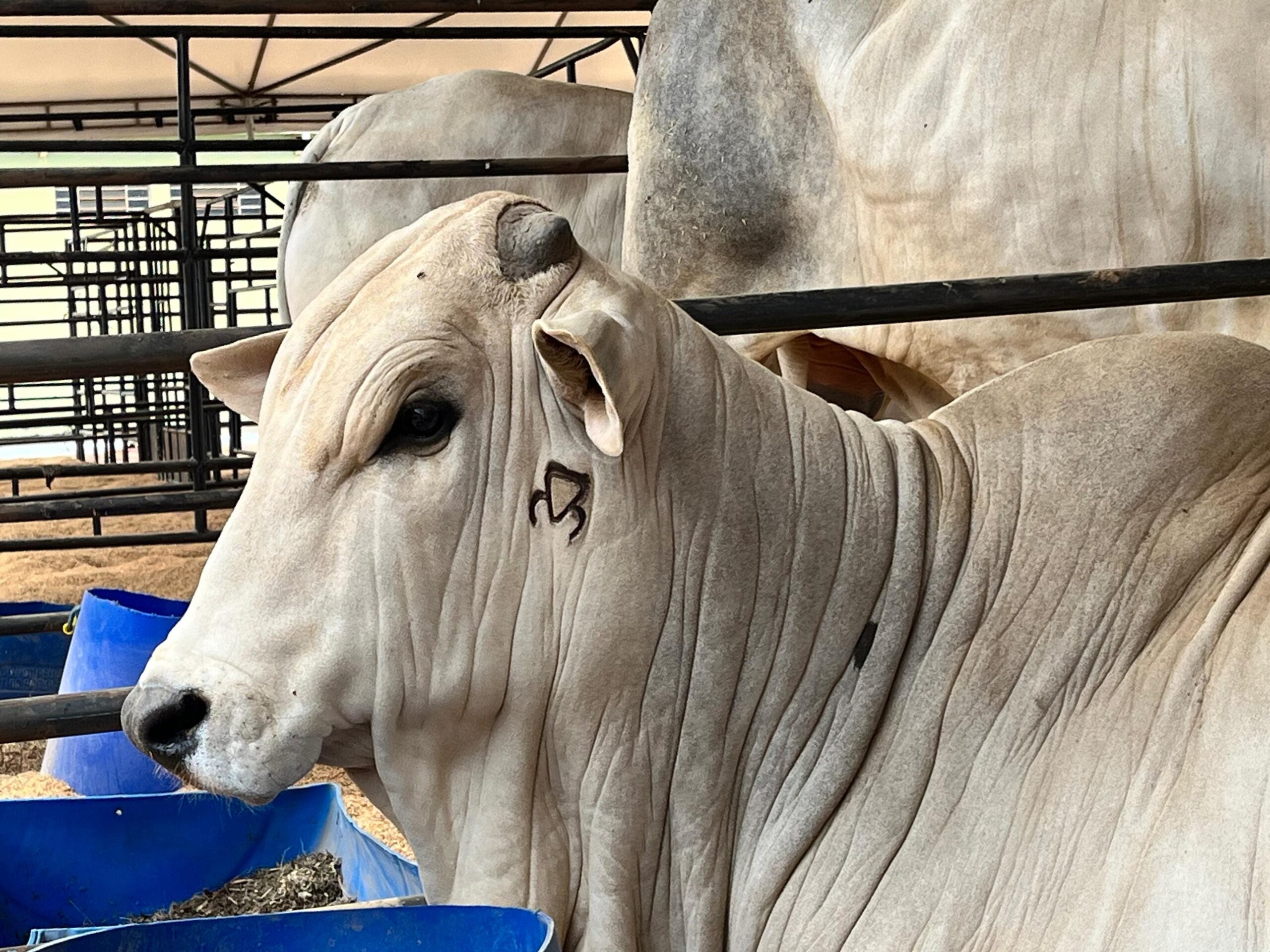 Nelore Mato Grosso e Associados retorna com leilão presencial durante a 58ª Expoagro
