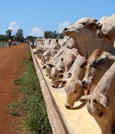 Transporte e dietas modernas influenciam o desempenho de bovinos confinados