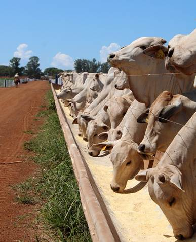 Transporte e dietas modernas influenciam o desempenho de bovinos confinados