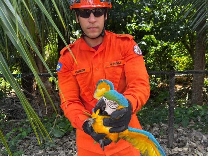Núcleo Bombeiro Militar de Guarantã do Norte fez a captura de arara com lesões