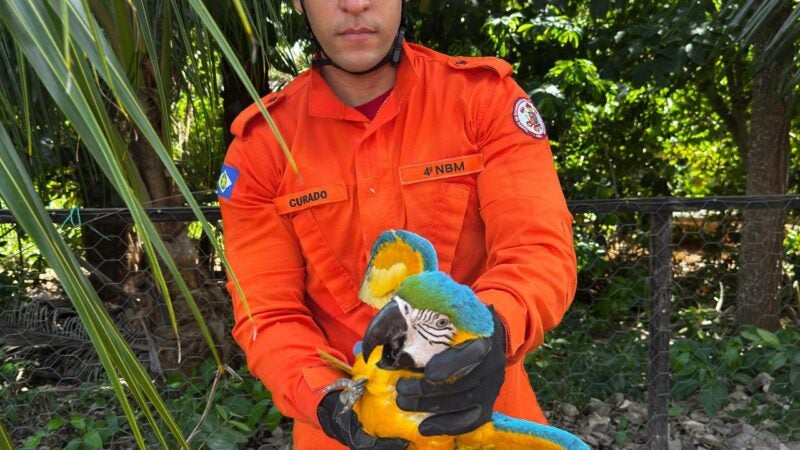 Núcleo Bombeiro Militar de Guarantã do Norte fez a captura de arara com lesões