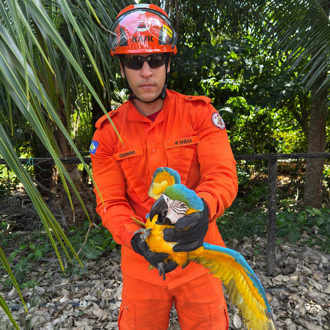 Núcleo Bombeiro Militar de Guarantã do Norte fez a captura de arara com lesões