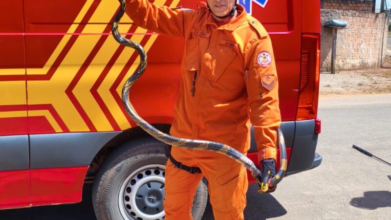 Bombeiro Militar de Matupá faz a captura de cobra em residência