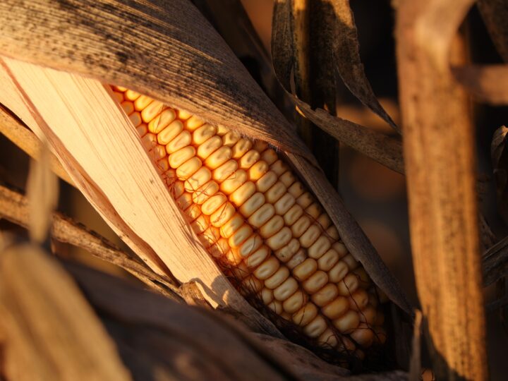 Superando 900 inscrições, Getap comprova bom momento do milho no Brasil