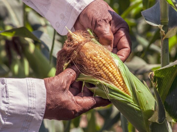 Produtores de milho do Sul registram novos recordes com lavouras acima de 360 sacas por hectare