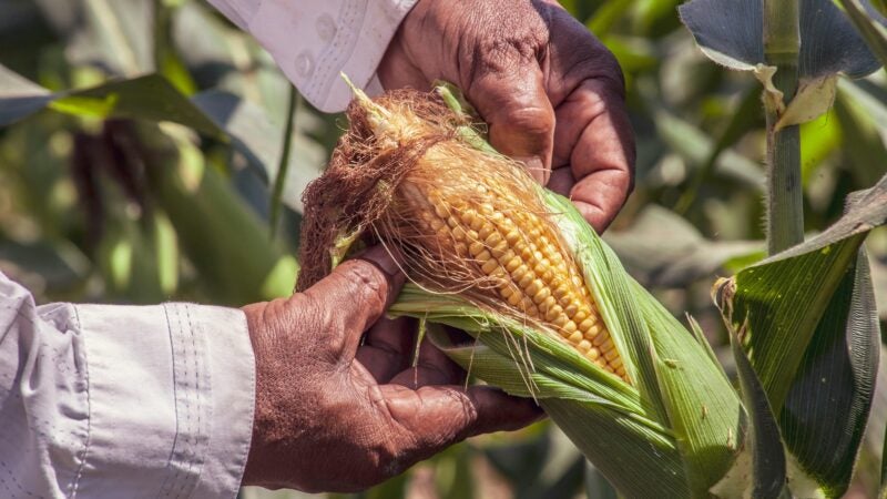 Produtores de milho do Sul registram novos recordes com lavouras acima de 360 sacas por hectare