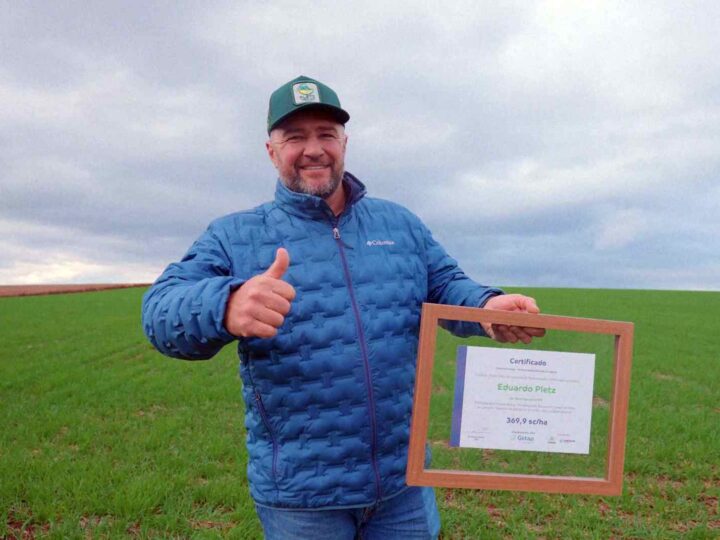 Milho brasileiro atinge novo patamar de produtividade e supera 369 sacas por hectare