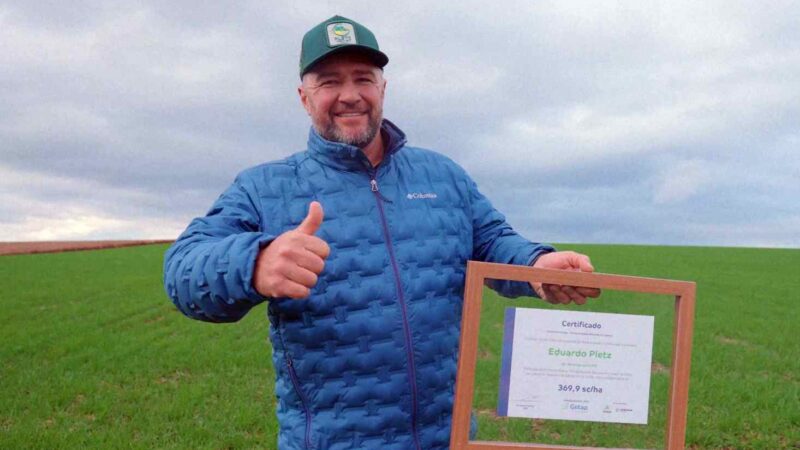 Milho brasileiro atinge novo patamar de produtividade e supera 369 sacas por hectare