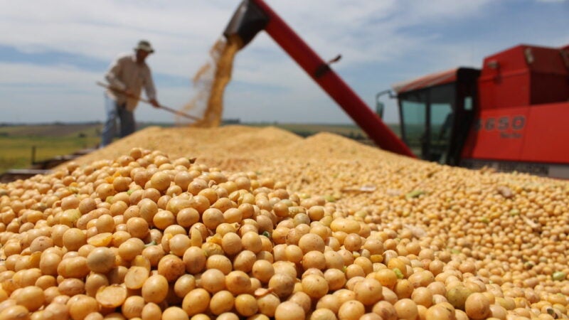 Soja terá custos maiores e cenário climático de incertezas na safra 26/27 em Mato Grosso