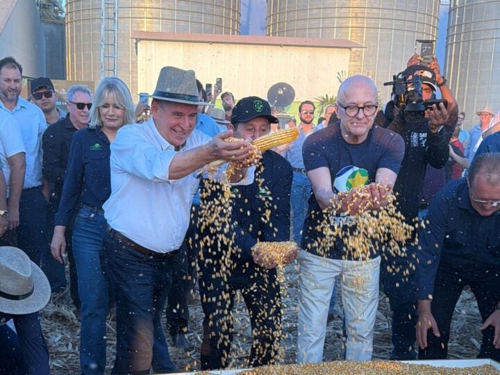 Milho segunda safra consolida renda no campo e avança na agroindustrialização de MT, avalia Famato