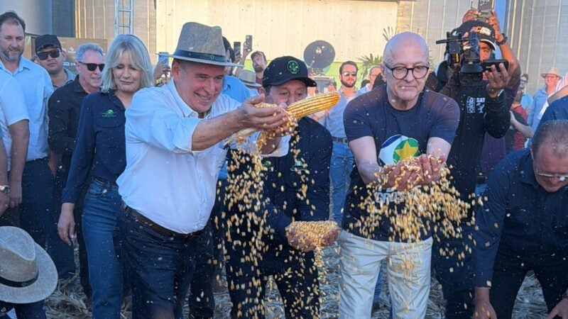 Milho segunda safra consolida renda no campo e avança na agroindustrialização de MT, avalia Famato