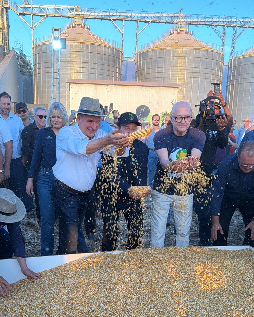 Milho segunda safra consolida renda no campo e avança na agroindustrialização de MT, avalia Famato