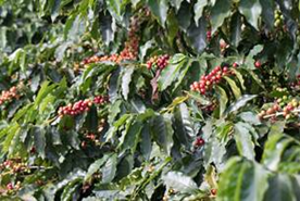 Cafeicultura brasileira tem nas algas marinhas uma aliada importante para aumento da produtividade