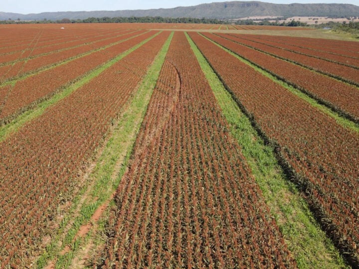 Performance de sementes de sorgo começa antes mesmo do plantio