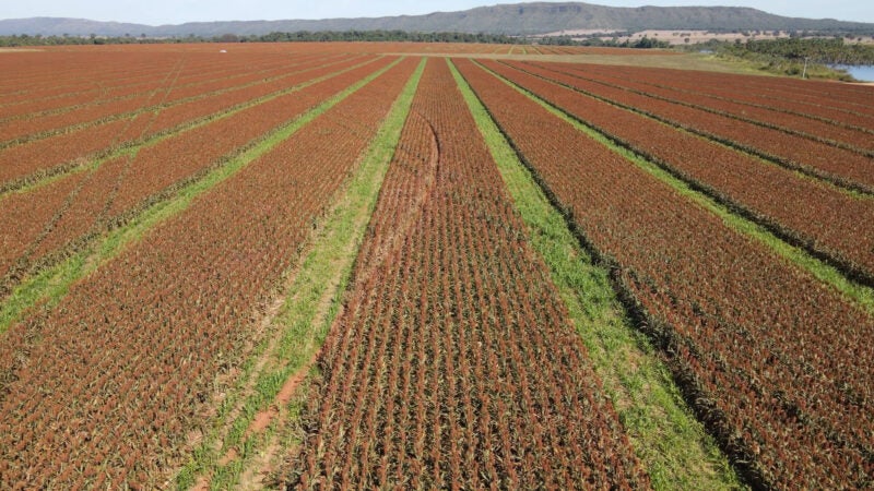 Performance de sementes de sorgo começa antes mesmo do plantio