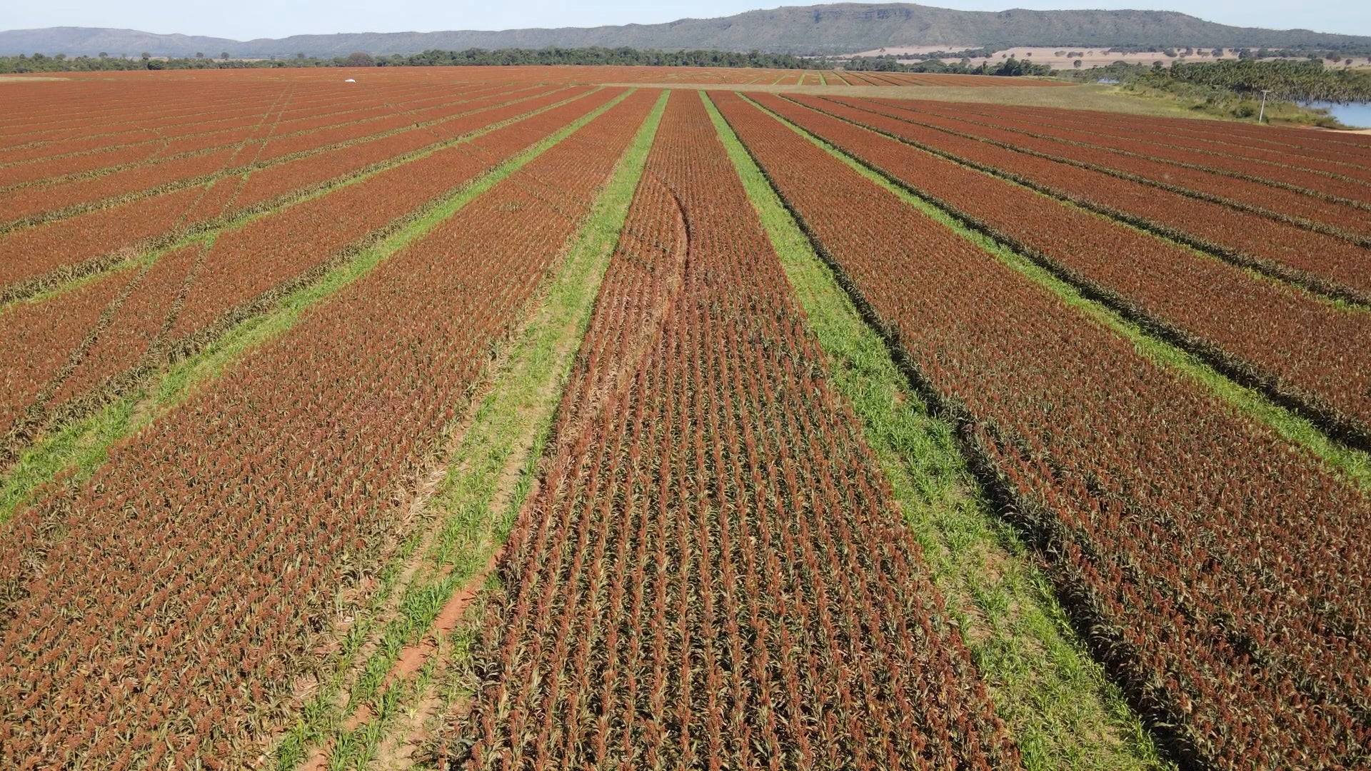 Performance de sementes de sorgo começa antes mesmo do plantio
