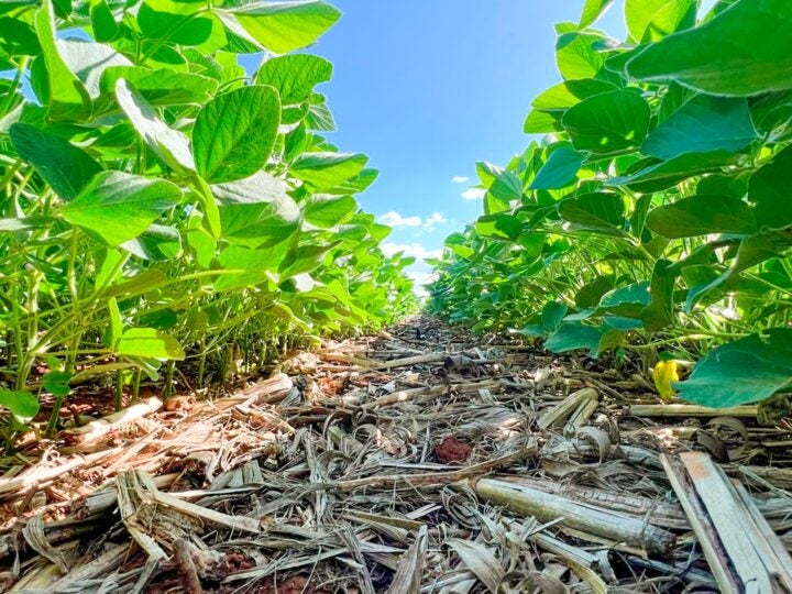 Agricultura regenerativa avança, mas demanda um período de transição