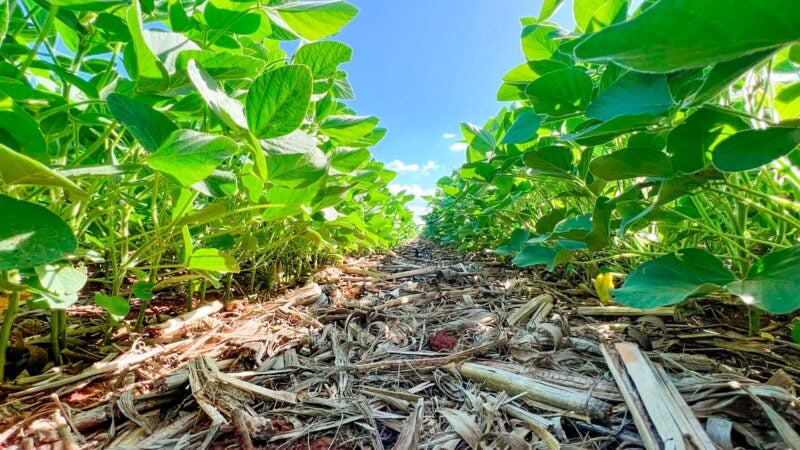 Agricultura regenerativa avança, mas demanda um período de transição