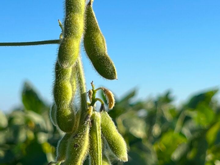 O futuro do agro começa no campo e depende das pessoas
