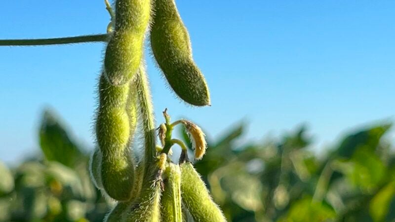 O futuro do agro começa no campo e depende das pessoas