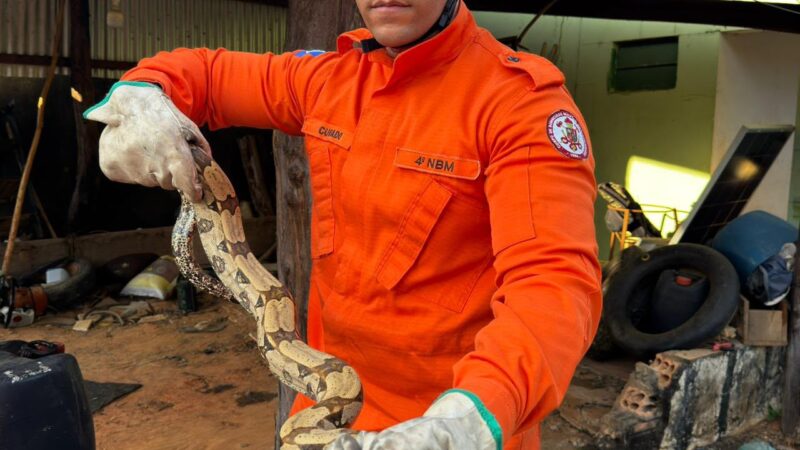 Guarnição do 4º Núcleo Bombeiro Militar de Guarantã do Norte  captura jiboia em residência no bairro Cidade Nova
