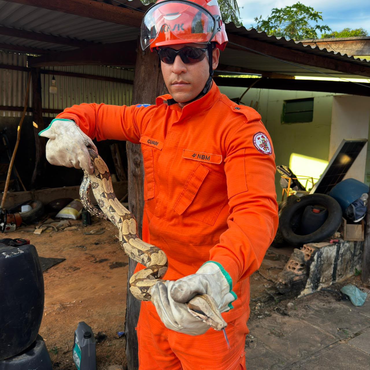 Guarnição do 4º Núcleo Bombeiro Militar de Guarantã do Norte  captura jiboia em residência no bairro Cidade Nova