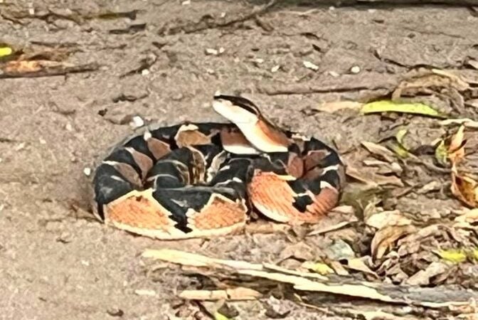 Bombeiros de Guarantã do Norte capturaram serpente em quintal de chácara