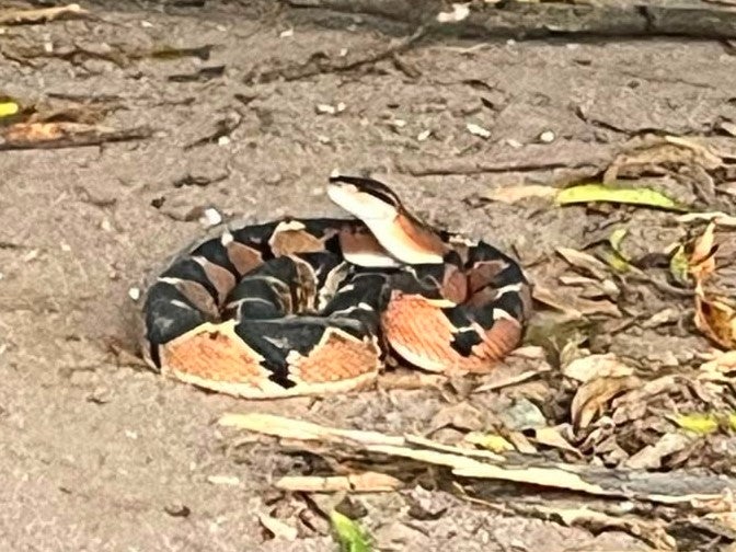 Bombeiros de Guarantã do Norte capturaram serpente em quintal de chácara