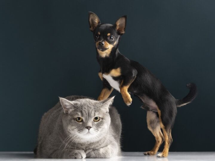 Junho Violeta: doenças oculares podem afetar visão e bem-estar dos pets