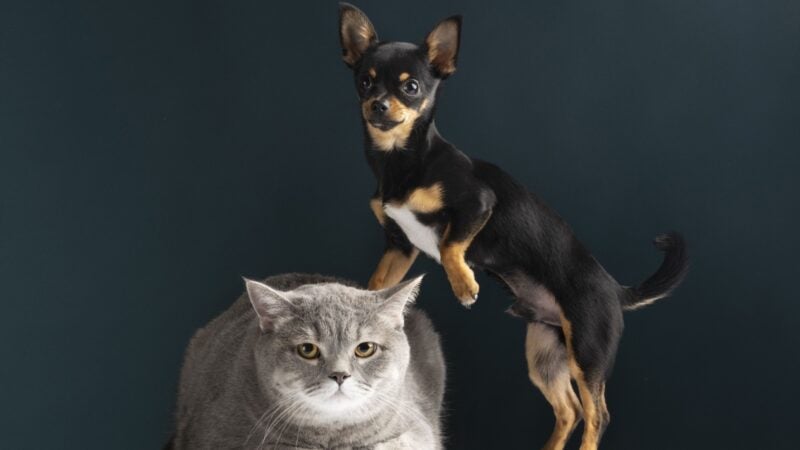 Junho Violeta: doenças oculares podem afetar visão e bem-estar dos pets