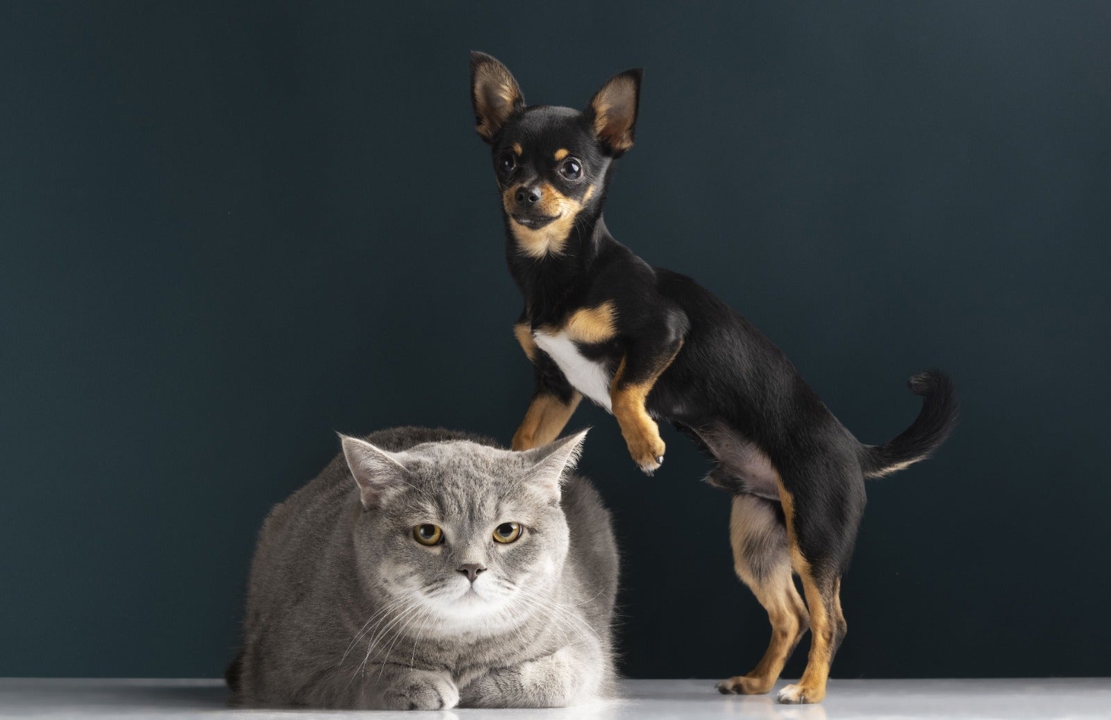 Junho Violeta: doenças oculares podem afetar visão e bem-estar dos pets