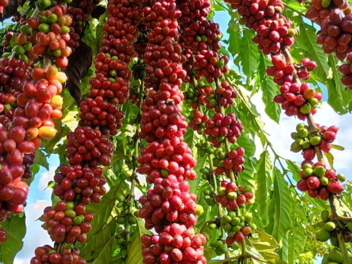 Com assistência técnica da Empaer, cafeicultura de Colniza alcança produtividade recorde