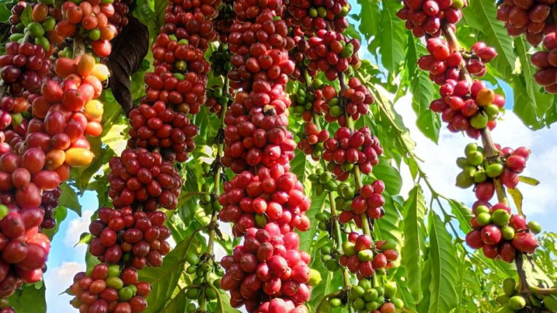 Com assistência técnica da Empaer, cafeicultura de Colniza alcança produtividade recorde