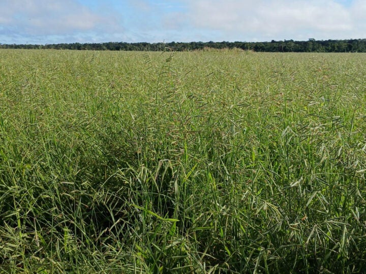 Redução de 55% na produção de sementes de ruziziensis exige planejamento antecipado para safra 2025/26