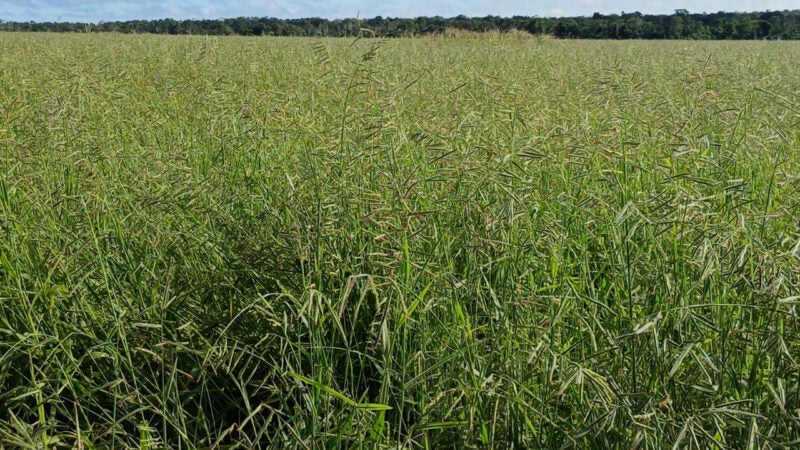 Redução de 55% na produção de sementes de ruziziensis exige planejamento antecipado para safra 2025/26