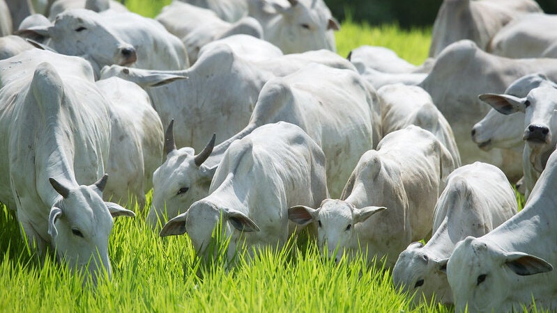 Mato Grosso registra maior abate bovino da história para um primeiro semestre
