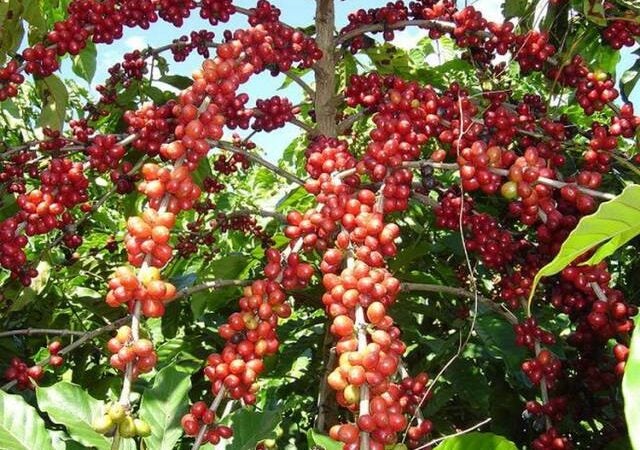 Café é alguns item  fora do tarifaço imposto pelos EUA
