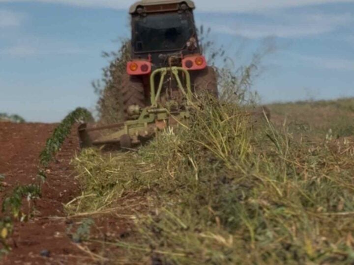Manejo correto da planta de cobertura na entressafra faz toda a diferença no próximo ciclo
