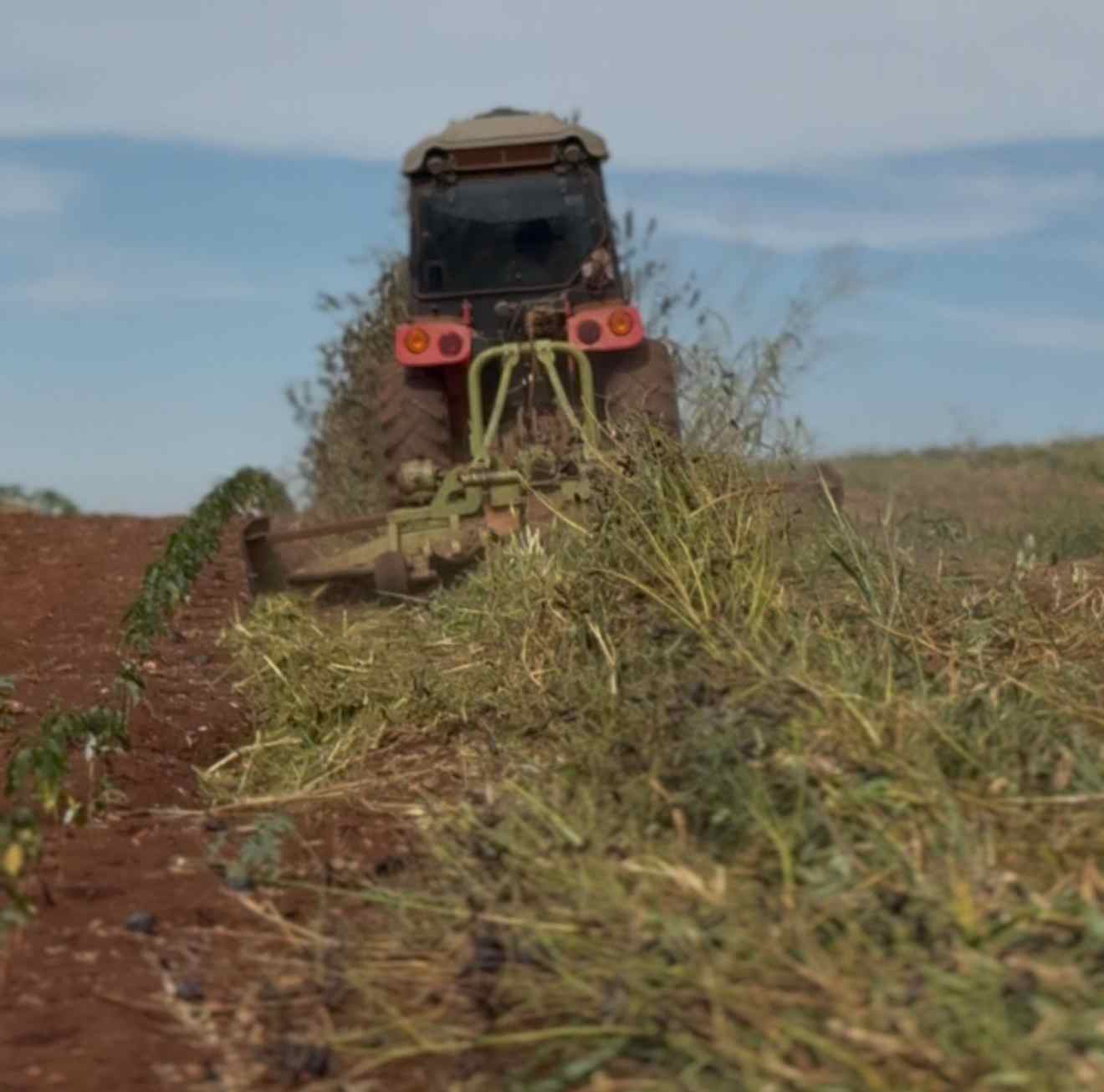 Manejo correto da planta de cobertura na entressafra faz toda a diferença no próximo ciclo