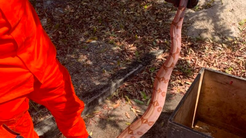 Bombeiro de Guarantã do Norte atendeu duas ocorrência de captura de animal