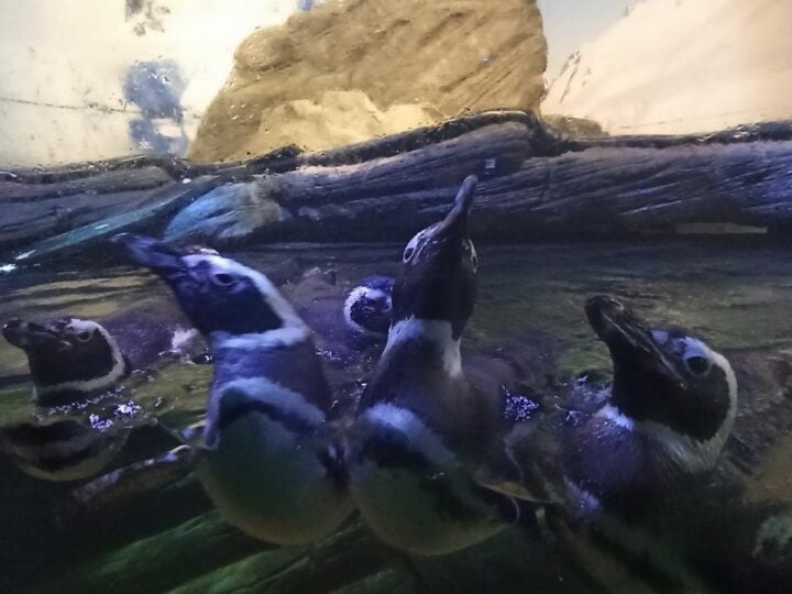 Inverno aumenta a presença de baleias, pinguins e mamíferos marinhos nas praias de Santa Catarina