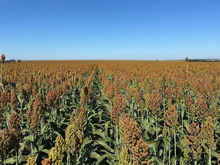 Com safrinha sob risco, produtor encontrou no sorgo uma solução para rentabilidade e manejo de plantas daninhas