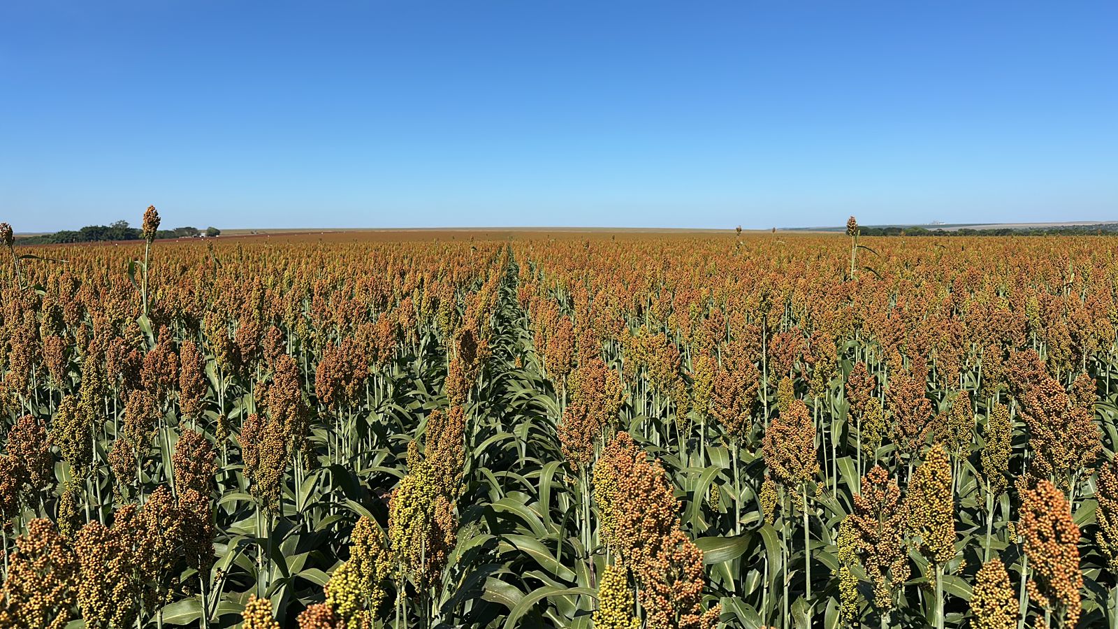 Com safrinha sob risco, produtor encontrou no sorgo uma solução para rentabilidade e manejo de plantas daninhas