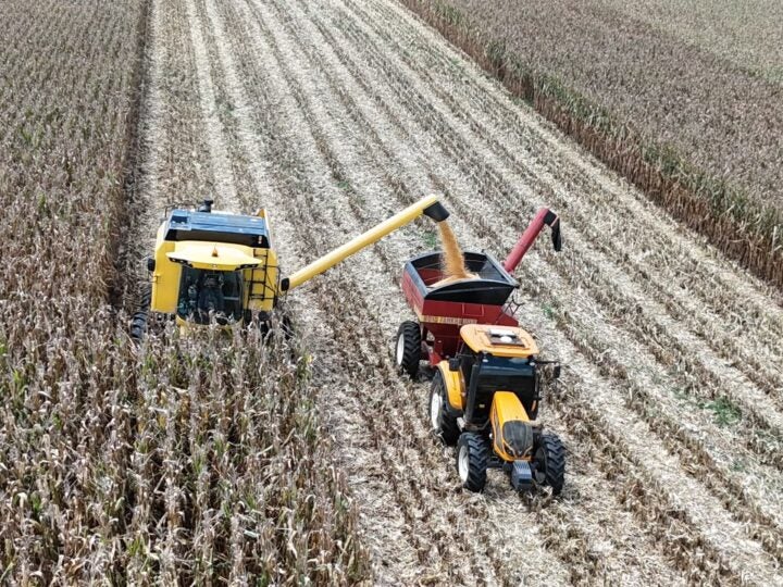 Agricultor paranaense triplica a produtividade do milho e estabelece recorde nacional